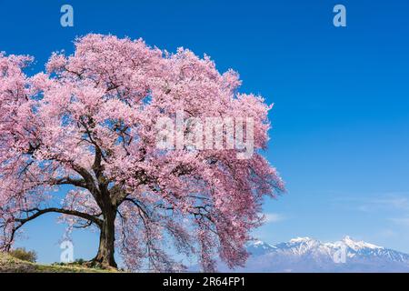 Fiori di ciliegio a Wanizuka e sul Monte Yatsugatake Foto Stock