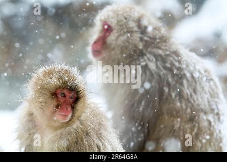 Macaco giapponese che sopporta il freddo Foto Stock