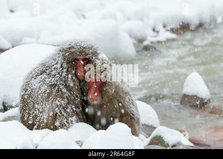 Macaco giapponese che sopporta il freddo Foto Stock