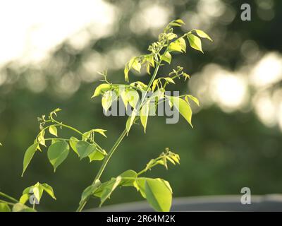 Palissandro indiano, Dalbergia sissoo, shisham Foto Stock