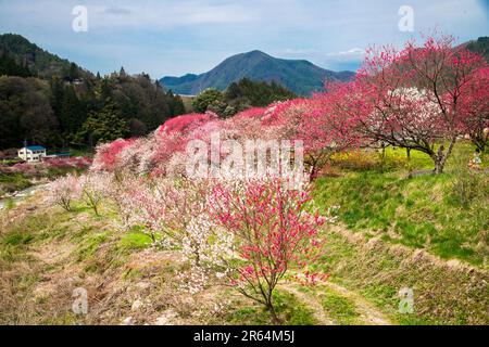 Hanamomo no sato villaggio Foto Stock