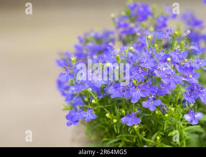 fiori di lobelia blu tenue fioriscono Foto Stock