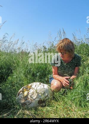 Paesi Bassi - Puffball gigante o Calvatia gigantea è un fungo puffball trovato in prati, campi e foreste decidue in tarda estate. Foto Stock