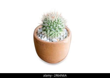 Fustellato di fiore di Cactus in vaso di argilla su bianco isolato. Foto Stock