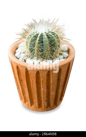 Fustellato di fiore di Cactus in vaso di argilla su bianco isolato. Foto Stock