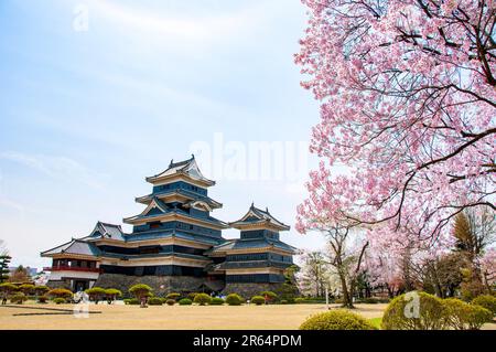 Fiori di ciliegio in piena fioritura e Castello di Matsumoto Foto Stock