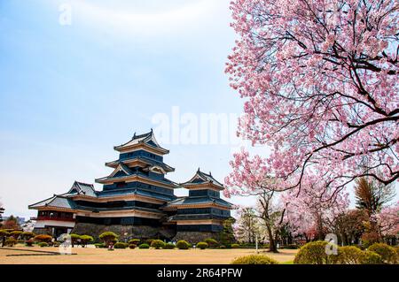 Castello di Matsumoto e fiori di ciliegia in piena fioritura Foto Stock