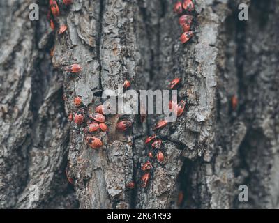 Fabbro senza alette, gruppo di insetti su un albero Foto Stock