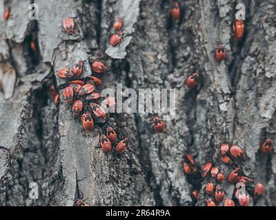 Fabbro senza alette, gruppo di insetti su un albero Foto Stock