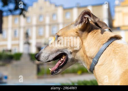 testa di un levriero a pelo corto in primo piano Foto Stock
