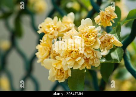 Banksia Rose, Rosa Banksiae Foto Stock