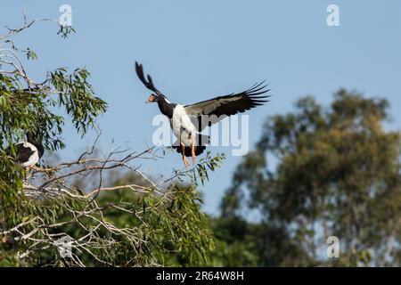 Gazza oca in arrivo a terra su un albero. Anseranas semipalmata Bundaberg Queensland Australia Foto Stock