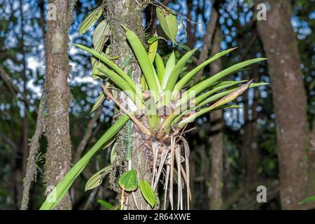 Carro armato gigante Bromeliad, su un tronco d'albero, Parco Nazionale Kaieteur, Guyana Foto Stock