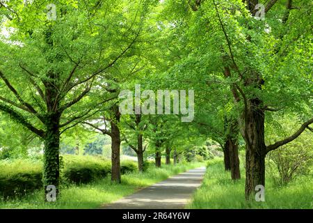 Fresche foglie verde Foto Stock