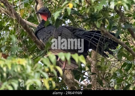 Guan di Spix, fiume Essequibo, foresta pluviale di Iwokrama, Guyana Foto Stock