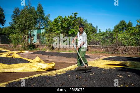 Una minoranza etnica Jarai rastrella le ciliegie di caffè mentre si asciugano in un cortile in un contadino rastrello caffè in Ia Grai, provincia di Gia Lai, nell'Highl Centrale Foto Stock