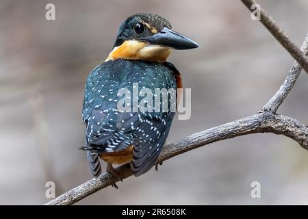 Martin pescatore americano, canale al largo del fiume Essequibo, Iwokrama Rainforest, Potaro-Siparuni, Guyana. Foto Stock