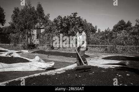 Una minoranza etnica Jarai rastrella le ciliegie di caffè mentre si asciugano in un cortile in un contadino rastrello caffè in Ia Grai, provincia di Gia Lai, nell'Highl Centrale Foto Stock