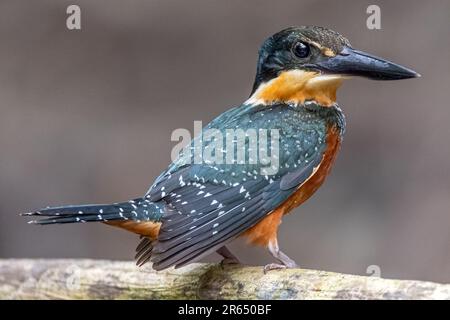 Martin pescatore americano, canale al largo del fiume Essequibo, Iwokrama Rainforest, Potaro-Siparuni, Guyana. Foto Stock