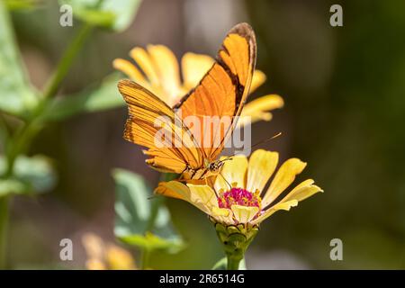 Dryas iulia Butterfly, alias Julia farfalla, Julia heliconian, la fiamma, o flambeau alimentazione, Atta Rainforest Lodge, Iwokrama Rainforest, Potaro-Sipar Foto Stock