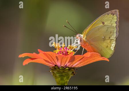 Aphrissa statira, la statira farfalla di zolfo, alimentazione, Anartia jatrophae, atta Rainforest Lodge, Iwokrama Rainforest, Potaro-Siparuni, Guyana Foto Stock