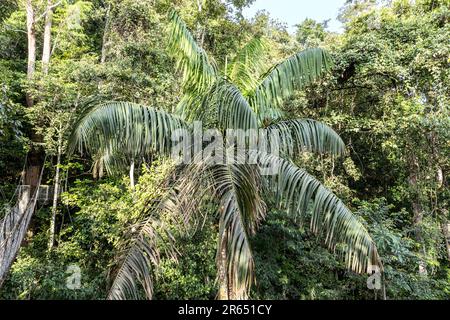 Palma, Canopy Walk, Atta Rainforest Lodge, Iwokrama Rainforest, Potaro-Siparuni, Guyana Foto Stock