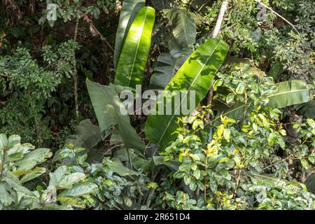 Heliconia, Canopy Walk, Atta Rainforest Lodge, Iwokrama Rainforest, Potaro-Siparuni, Guyana Foto Stock