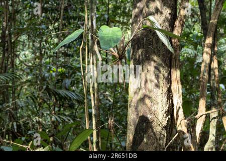 Canopy Walk, atta Rainforest Lodge, Iwokrama Rainforest, Potaro-Siparuni, Guyana Foto Stock