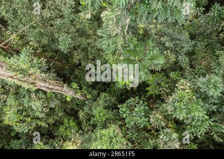 Canopy Walk, atta Rainforest Lodge, Iwokrama Rainforest, Potaro-Siparuni, Guyana Foto Stock