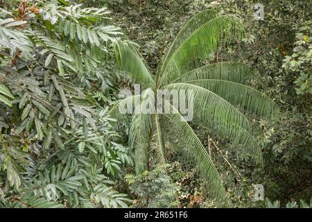 Canopy Walk, atta Rainforest Lodge, Iwokrama Rainforest, Potaro-Siparuni, Guyana Foto Stock