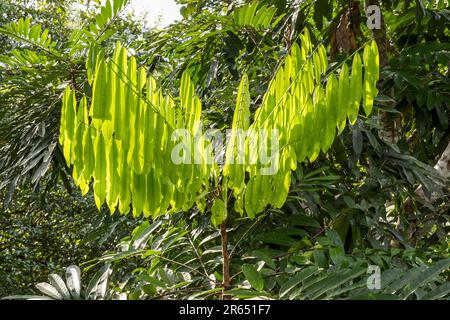 Albero-sorgo aka mimbro, Canopy Walk, Atta Rainforest Lodge, Iwokrama Rainforest, Potaro-Siparuni, Guyana Foto Stock