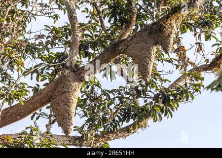 Arboreo Termite Nest, Canopy Walk, Atta Rainforest Lodge, Iwokrama Rainforest, Potaro-Siparuni, Guyana Foto Stock