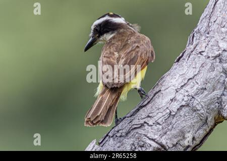 Grande Kiskadee, Surama, villaggio amerindiano, Nord Rupununi, Alto Takutu-Alto Essequibo Regione, Guyana Foto Stock