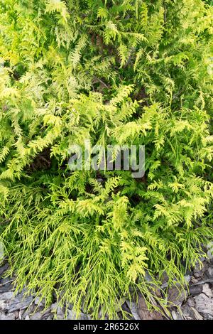 Sawara False Cypress, Chamaecyparis pisifera 'Spangle d'oro' Foto Stock