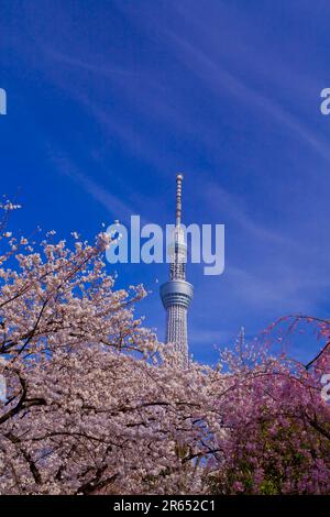 Albero del cielo di Tokyo e fiori di ciliegio nel Parco Sumida Foto Stock