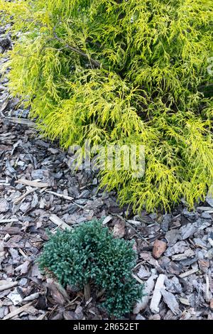 Chamaecyparis pisifera 'Filifera Aurea Nana', Chamaecyparis 'Luna Blu', Giardino Foto Stock