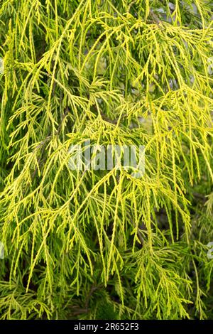 Chamaecyparis 'Filifera Aurea Nana' Chamaecyparis pisifera Foto Stock
