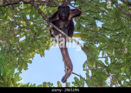 Guyanan rosso urlatore, Alouatta macconnelli, scimmia, Burro Burro fiume, Surama, Villaggio Amerindian, Nord Rupununi, alta Takutu-alta Essequibo Regione, Foto Stock