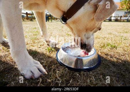 Cane assetato durante il caldo giorno d'estate. Focalizzazione selettiva sulla lingua del labrador Retriever mentre si beve acqua dalla ciotola di metallo. Foto Stock