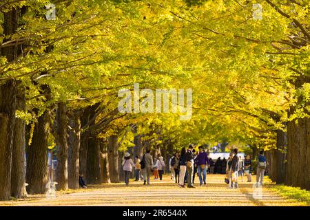Fila di alberi di ginkgo Foto Stock