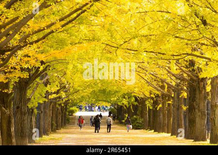 Fila di alberi di ginkgo Foto Stock