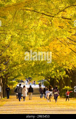 Fila di alberi di ginkgo Foto Stock