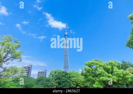 Fresco boschetto verde e Tokyo Skytree Foto Stock