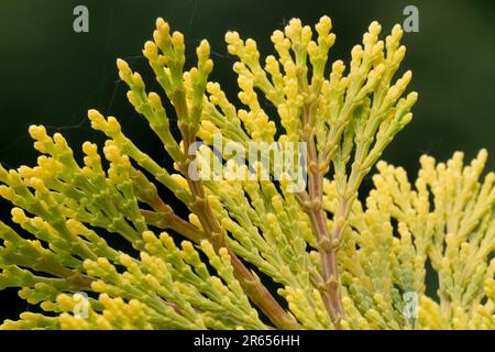 Primo piano aghi di Calocedrus incenso Cedro appiattito aghi scaly alla fine del ramo, nuovo, Foliage, crescita, conifere Foto Stock
