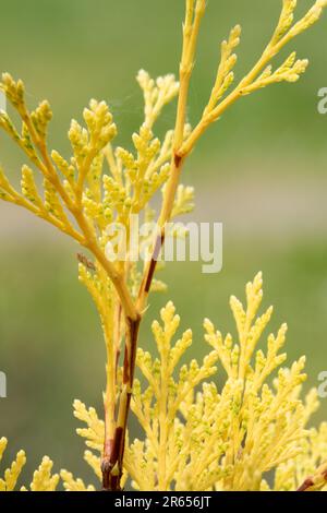 Aghi sul ramo finale primo piano foglie Calocedrus decurrency 'Berrima Gold' cedro incenso Cultivar dorato Calocedrus Berrima Gold Branch Closeup Conifer Foto Stock