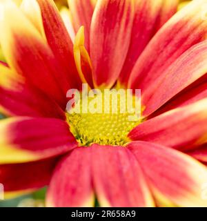 Closeup di fiori di Chrysanthemum rossi e gialli Foto Stock