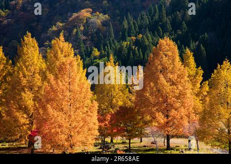 Foglie autunnali di metasequoia Foto Stock