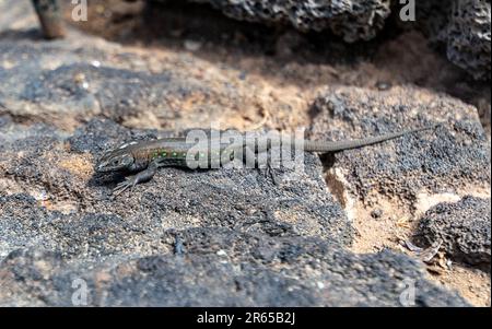 immagine ravvicinata di una piccola lucertola grigia con macchie verdi che si riscaldano su una roccia al sole. Foto Stock