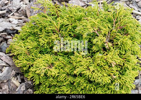 Chamaecyparis obtusa Gitte attraente cipresso giapponese a crescita lenta e ciuffato, con denso, aggrovigliato, filiforme e ricco fogliame dorato Foto Stock