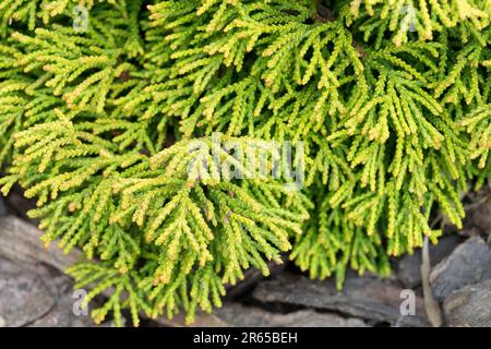 Chamaecyparis 'Gitte' Chamaecyparis ottusa 'Gitte' Nana compatta, cuscino, crescita Foto Stock